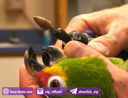 روش کوتاه کردن نوک طوطی روش کوتاه کردن نوک طوطی