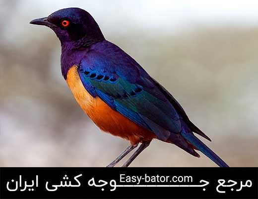 سار سار
