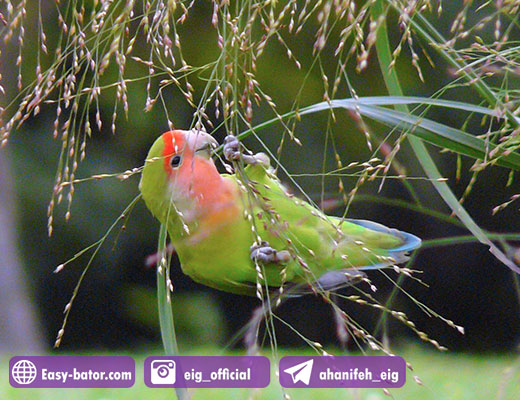سودآوری پرورش طوطی برزیلی سودآوری پرورش طوطی برزیلی