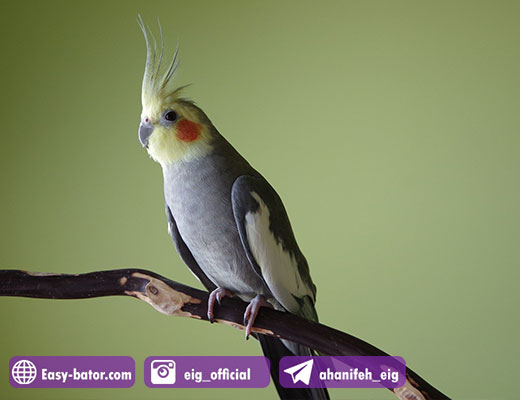 سودآوری پرورش عروس هلندی سودآوری پرورش عروس هلندی