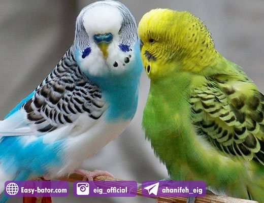 سودآوری پرورش مرغ عشق سودآوری پرورش مرغ عشق