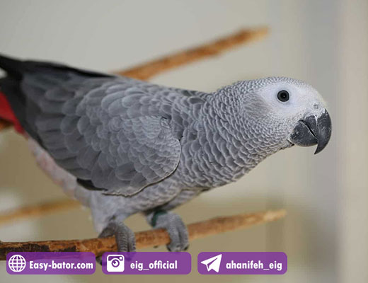 سودآوری پرورش کاسکو سودآوری پرورش کاسکو