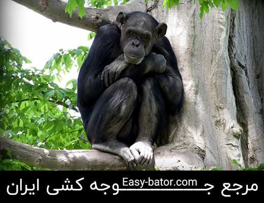 شامپانزه بونوبو شامپانزه بونوبو