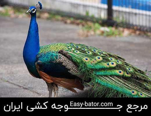 طاووس مصری