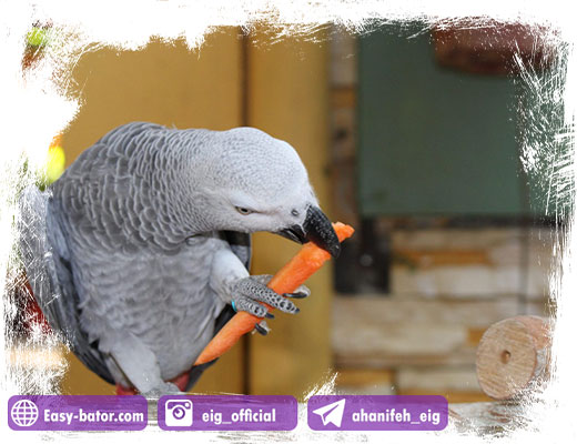 طوطی هویج طوطی هویج