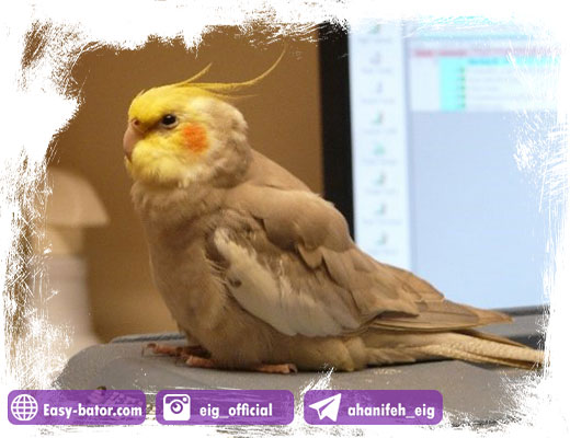 عروس هلندی بیمار عروس هلندی بیمار