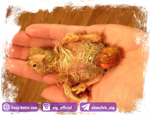 عفونت بند ناف جوجه عفونت بند ناف جوجه