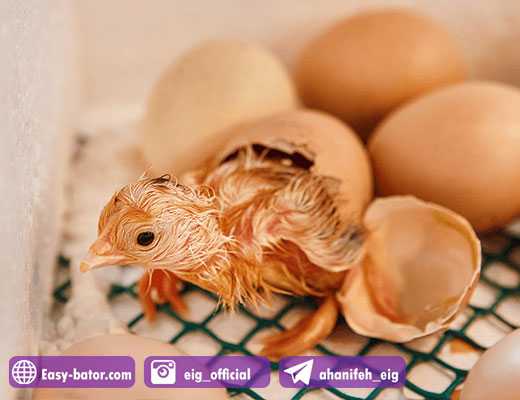 عوامل تاثیر گذار بر راندمان جوجه کشی عوامل تاثیر گذار بر راندمان جوجه کشی