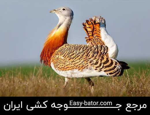 عکس میش مرغ عکس میش مرغ