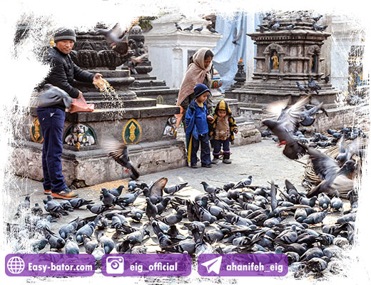 غذا دادن به گروه کبوترها غذا دادن به گروه کبوترها