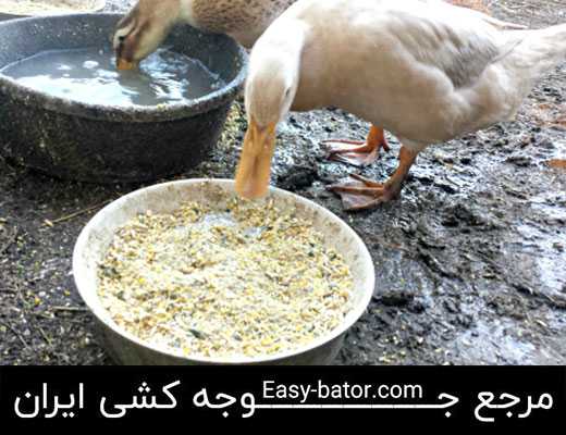 غذای اردک غذای اردک