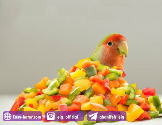 غذای روزانه پرنده زینتی غذای روزانه پرنده زینتی