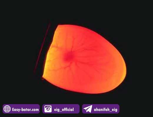 فهمیدن نطفه دار بودن تخم فهمیدن نطفه دار بودن تخم