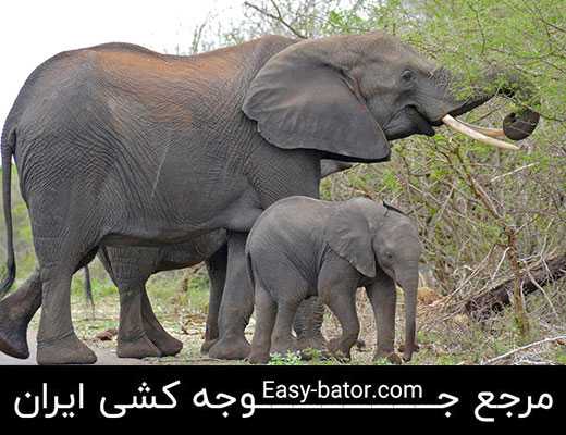 فیل فیل