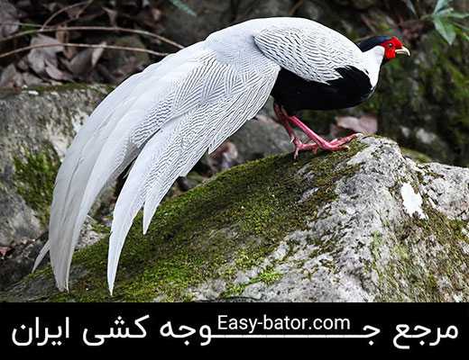 قرقاول سیلور قرقاول سیلور