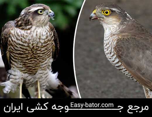 قرقی قرقی