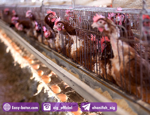 قفس اتوماتیک مرغ قفس اتوماتیک مرغ