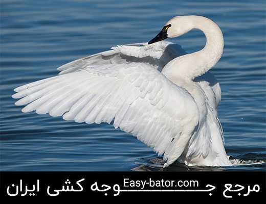 قوی سوت زن قوی سوت زن