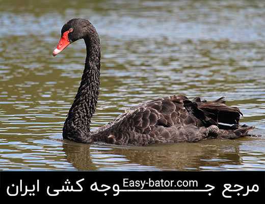 قوی سیاه قوی سیاه