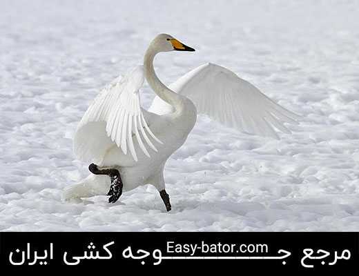 قوی فریادکش قوی فریادکش