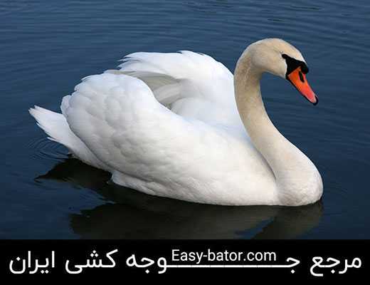 قوی گنگ قوی گنگ