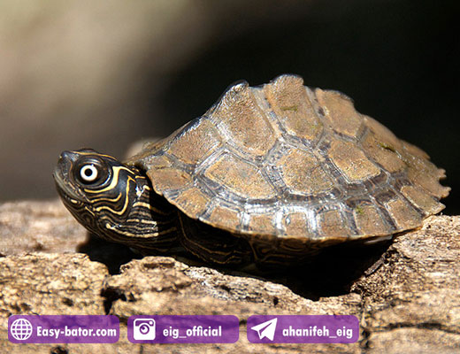 لاک پشت Map Turtle لاک پشت Map Turtle