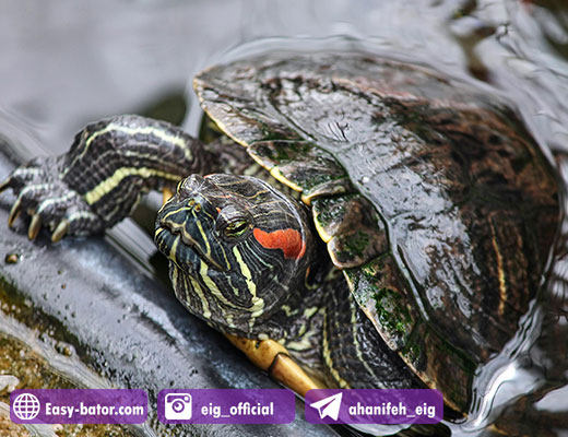 لاک پشت Red Eared Slider لاک پشت Red Eared Slider