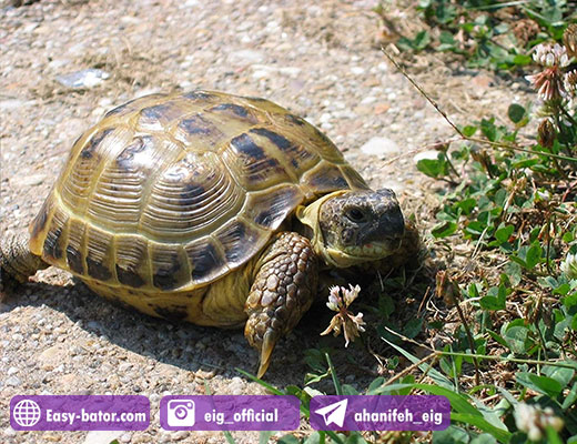 لاک پشت زمینی روسی Russian Tortoise لاک پشت زمینی روسی Russian Tortoise