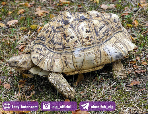لاک پشت زمینی لئوپارد Leopard Tortoise لاک پشت زمینی لئوپارد Leopard Tortoise