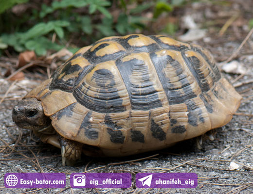 لاک پشت زمینی یونانی Greek Tortoise لاک پشت زمینی یونانی Greek Tortoise