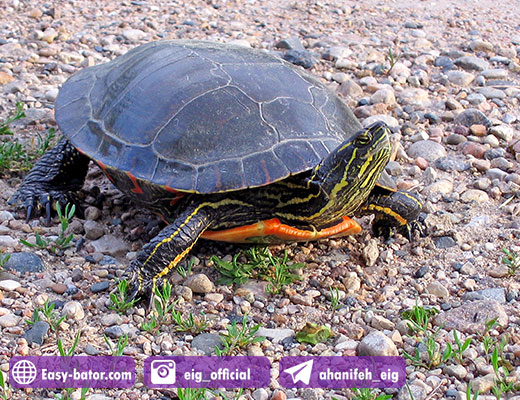 لاک پشت نقش دار Painted Turtle لاک پشت نقش دار Painted Turtle