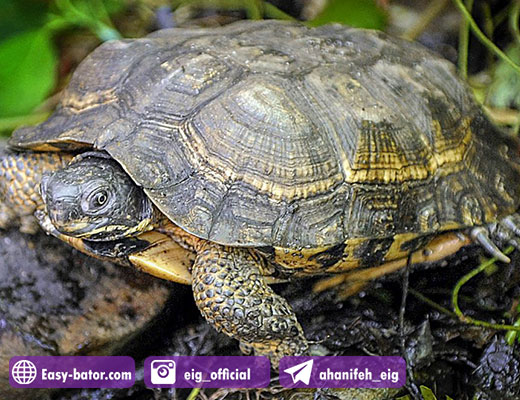 لاک پشت چوبی Wood Turtle لاک پشت چوبی Wood Turtle