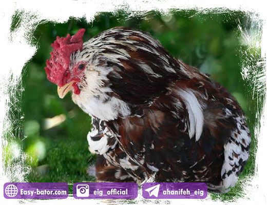 مرغ اورلوف روسی مرغ اورلوف روسی