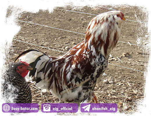 مرغ اورلوف مرغ اورلوف