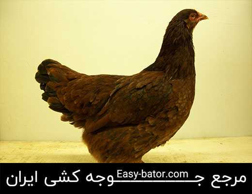 مرغ بوکی آی مرغ بوکی آی