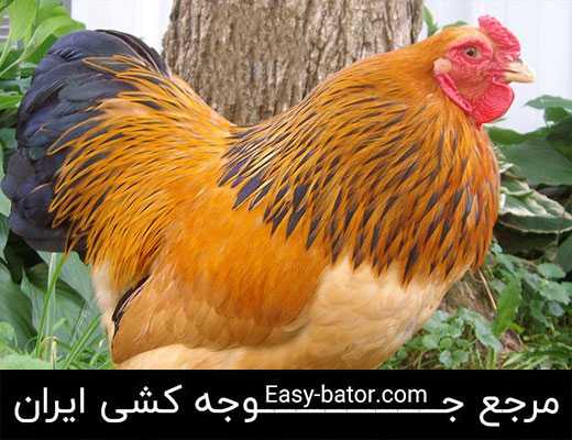 مرغ و خروس برهما امپراطور مرغ و خروس برهما امپراطور