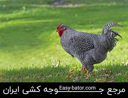 مرغ دومینیک مرغ دومینیک