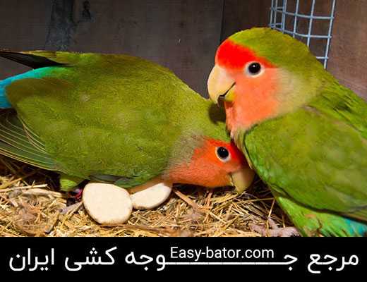 مرغ عشق مرغ عشق
