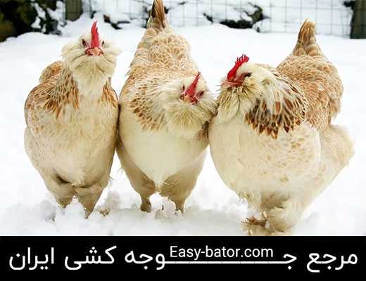 مرغ فاورولس مرغ فاورولس