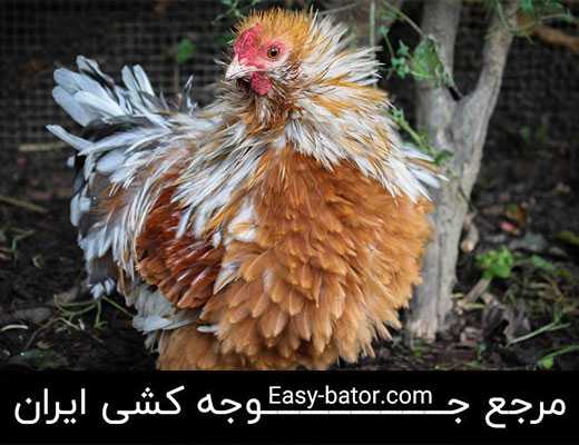 مرغ فریزل مرغ فریزل