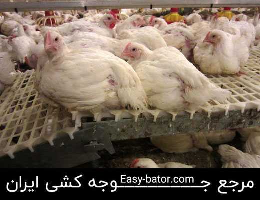 مرغ لاین گوشتی مرغ لاین گوشتی
