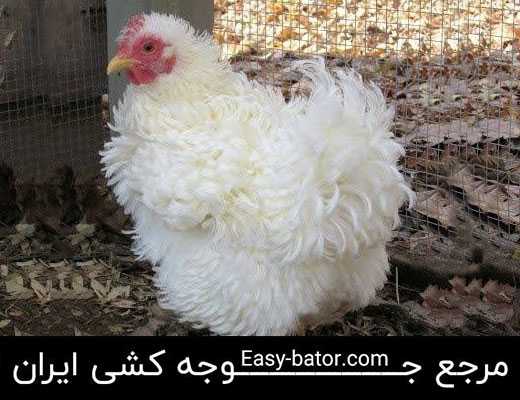 مرغ نژاد فریزل مرغ نژاد فریزل