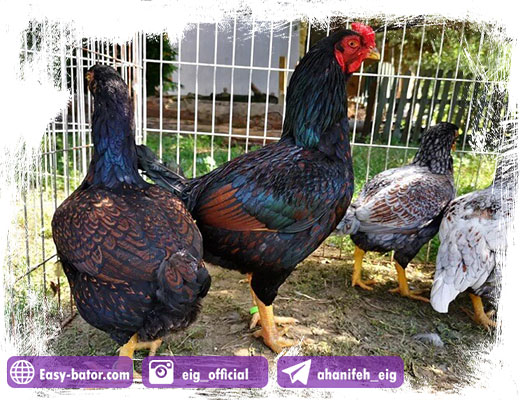 مرغ و خروس کورنیش مرغ و خروس کورنیش