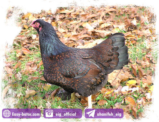 مرغ کورنیش مرغ کورنیش