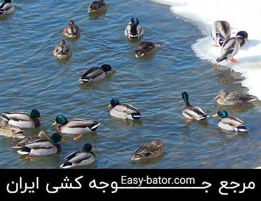 مرغابی دریایی مرغابی دریایی