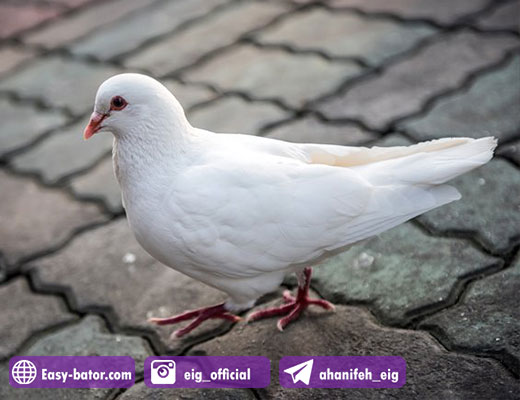 مست کردن کبوتران مست کردن کبوتران