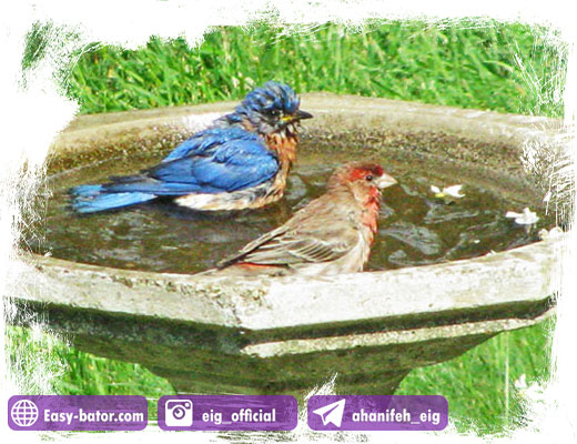 مصرف جلبک پرندگان مصرف جلبک پرندگان
