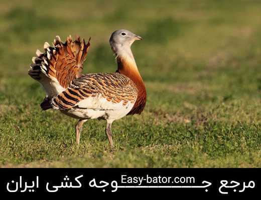 میش مرغ میش مرغ
