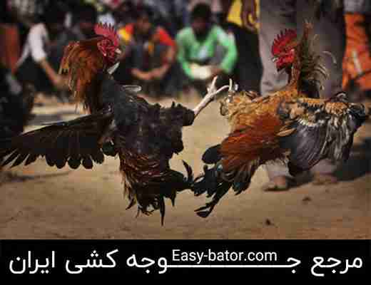 جنگ خروس های جنگی خیابانی جنگ خروس های جنگی خیابانی