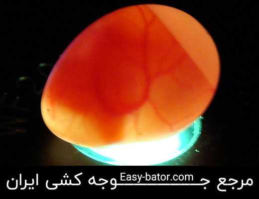 کندلینگ - نوربینی یا نطفه سنجی تخم کندلینگ - نوربینی یا نطفه سنجی تخم